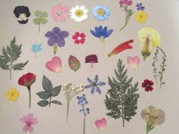 Flower Pressing